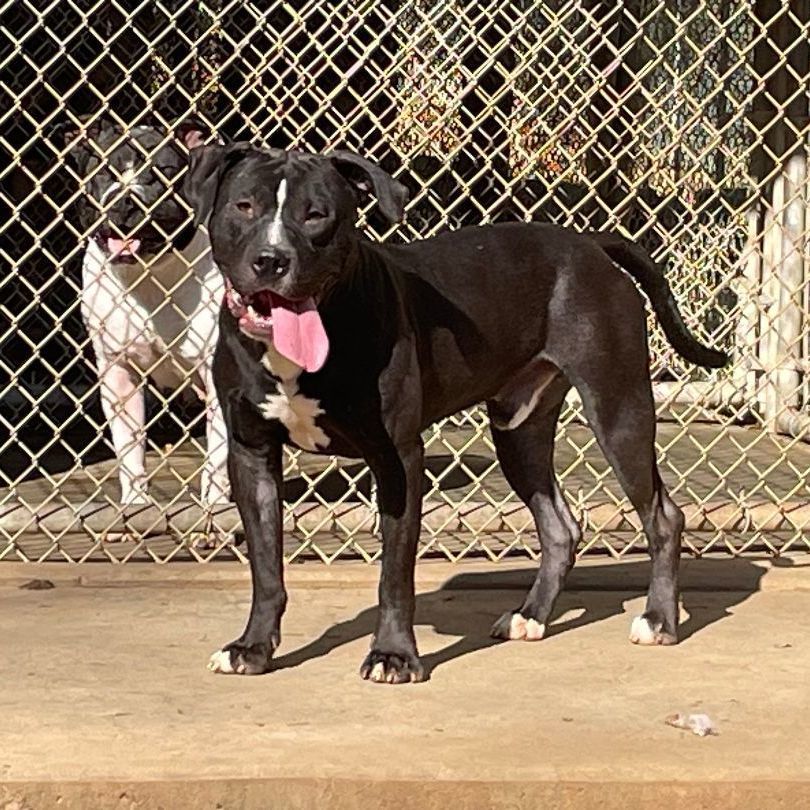 Stoli, a Adoptable mixed breed in Heber Springs, AR image 4/6