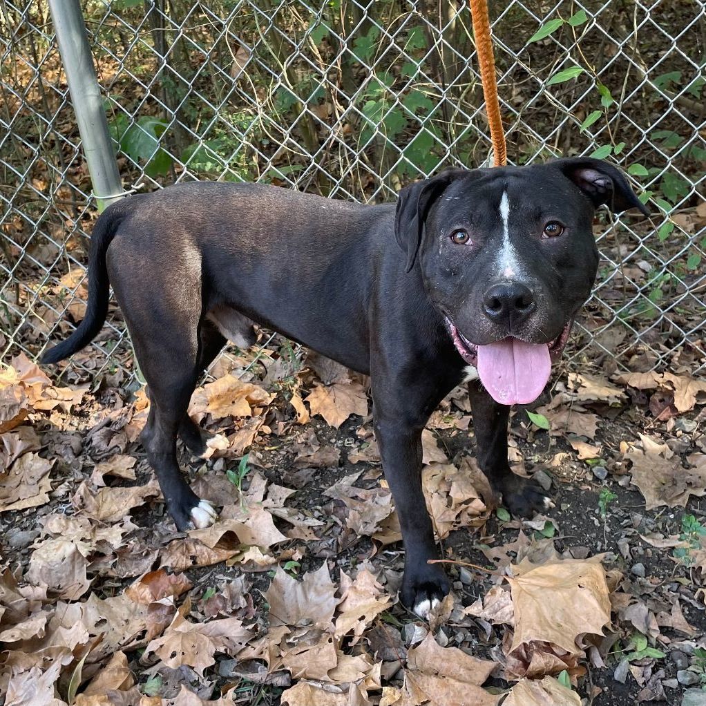 Stoli, a Adoptable mixed breed in Heber Springs, AR image 5/6