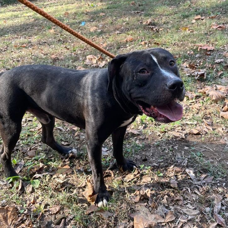 Stoli, a Adoptable mixed breed in Heber Springs, AR image 6/6