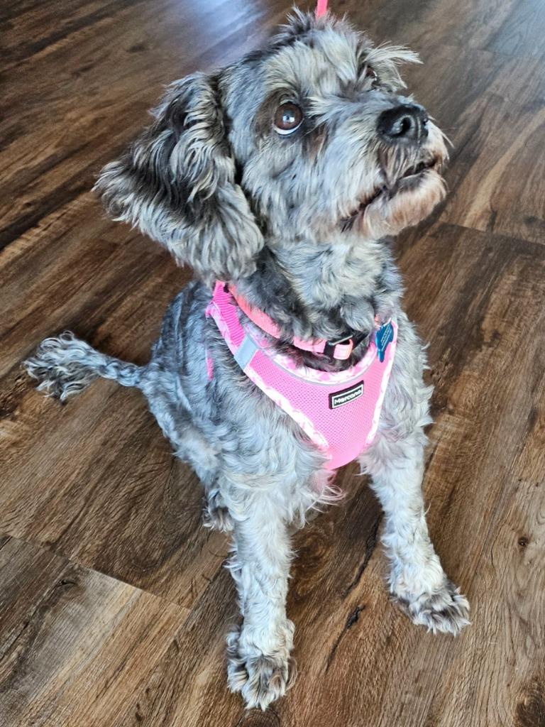 Enlarge Princess (Frankie), a Adoptable mixed breed in El Cajon, CA image 2/6