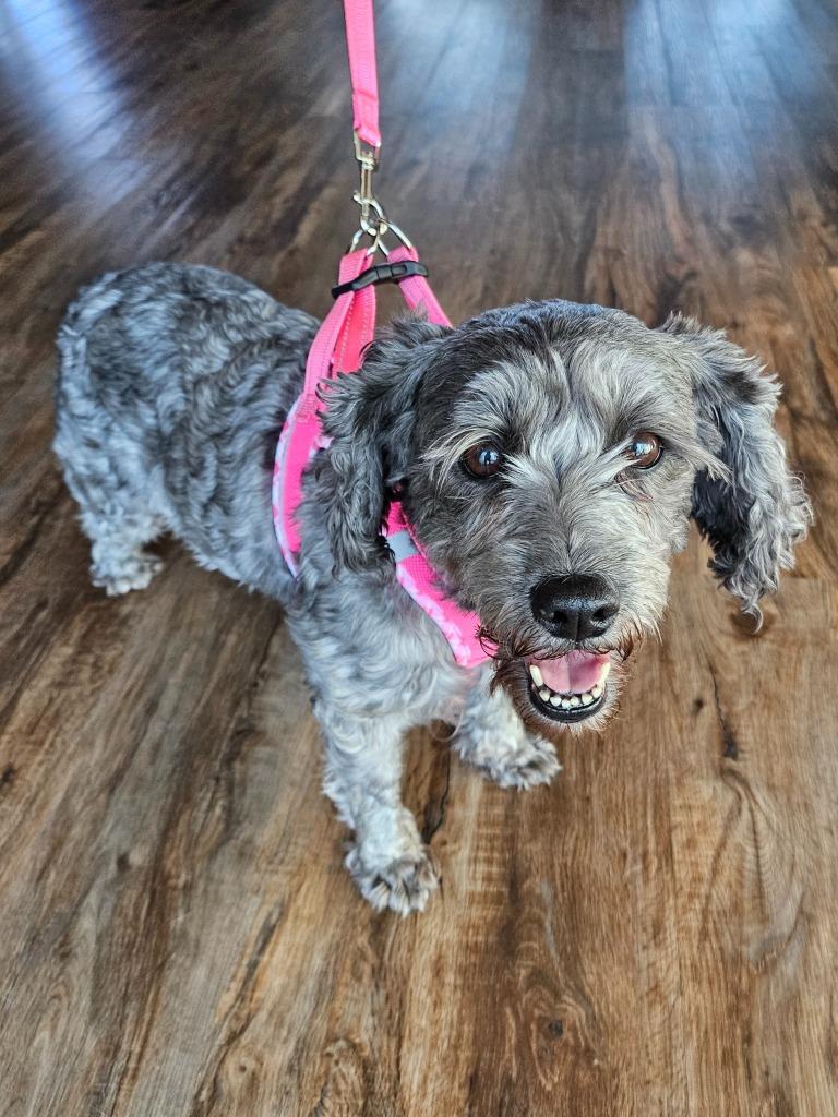 Enlarge Princess (Frankie), a Adoptable mixed breed in El Cajon, CA image 3/6
