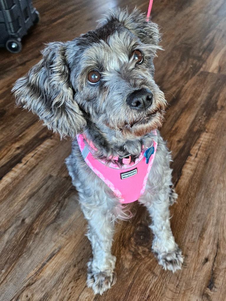 Enlarge Princess (Frankie), a Adoptable mixed breed in El Cajon, CA image 4/6