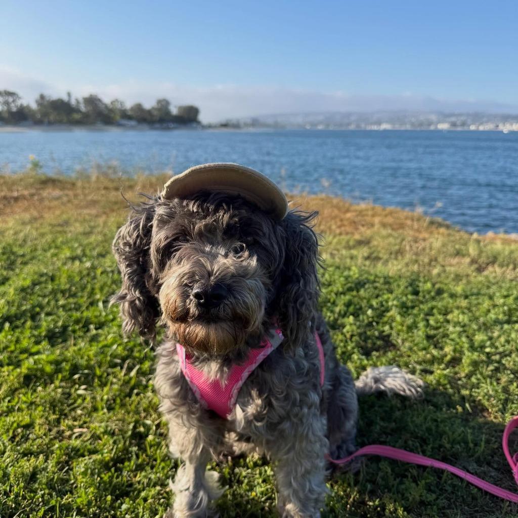 Princess (Frankie), a Adoptable mixed breed in El Cajon, CA image 5/6
