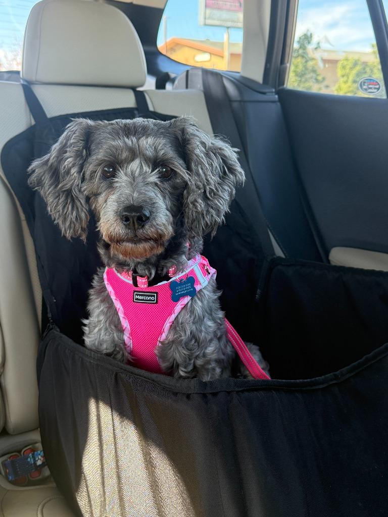 Enlarge Princess (Frankie), a Adoptable mixed breed in El Cajon, CA image 6/6