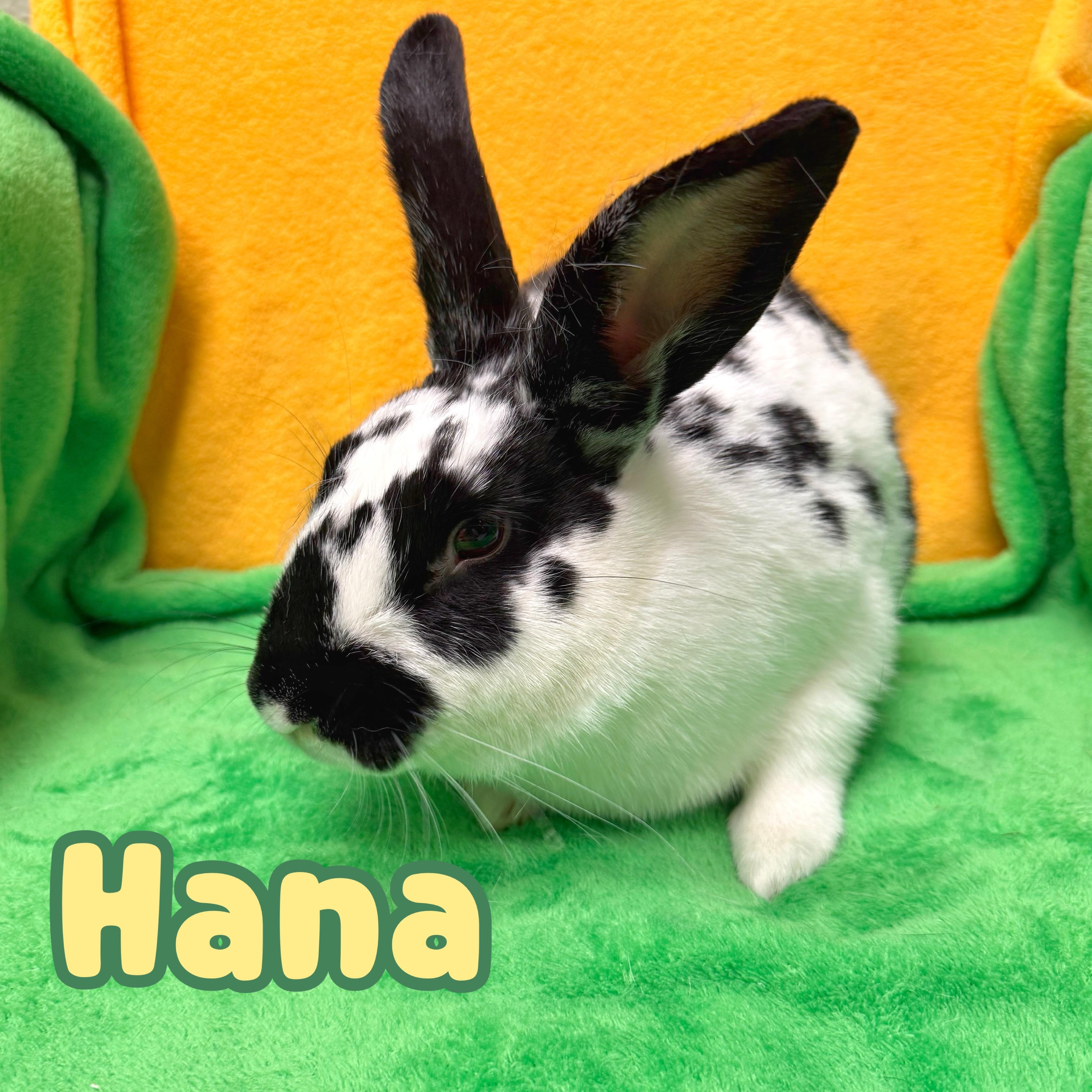 Hana, ADOPTABLE, Young Female English Spot.