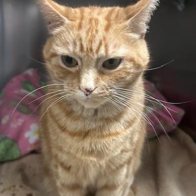 Enlarge Tabitha, a Adoptable Domestic Short Hair in Stanhope, NJ image 2/6