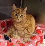 Enlarge Tabitha, a Adoptable Domestic Short Hair in Stanhope, NJ image 1/6