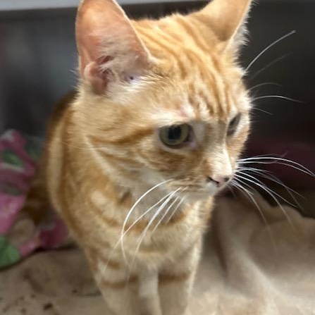 Enlarge Tabitha, a Adoptable Domestic Short Hair in Stanhope, NJ image 6/6