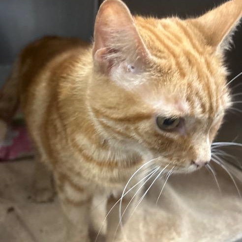 Enlarge Tabitha, a Adoptable Domestic Short Hair in Stanhope, NJ image 3/6