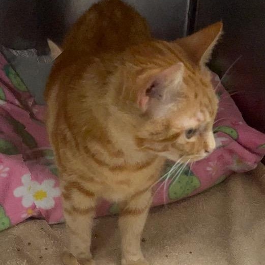 Enlarge Tabitha, a Adoptable Domestic Short Hair in Stanhope, NJ image 5/6