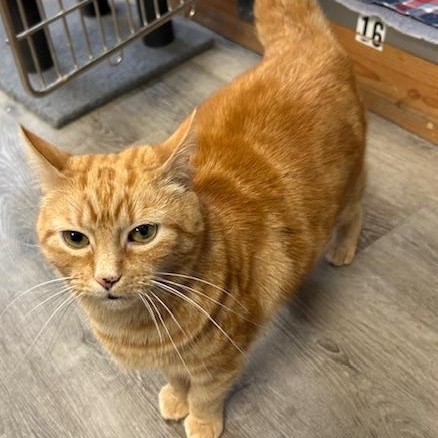 Enlarge Tabitha, a Adoptable Domestic Short Hair in Stanhope, NJ image 1/5