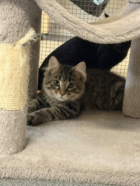 Enlarge Mia, a ADOPTABLE mixed breed in Chisholm, MN image 1/1