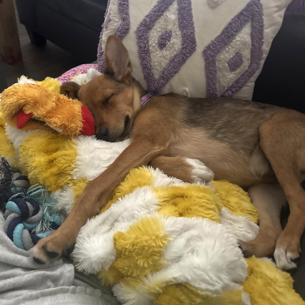 Jessie, a Adoptable mixed breed in Tempe, AZ image 2/6
