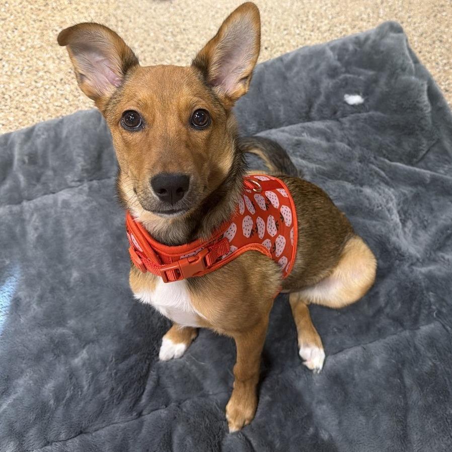 Jessie, a Adoptable mixed breed in Tempe, AZ image 4/6