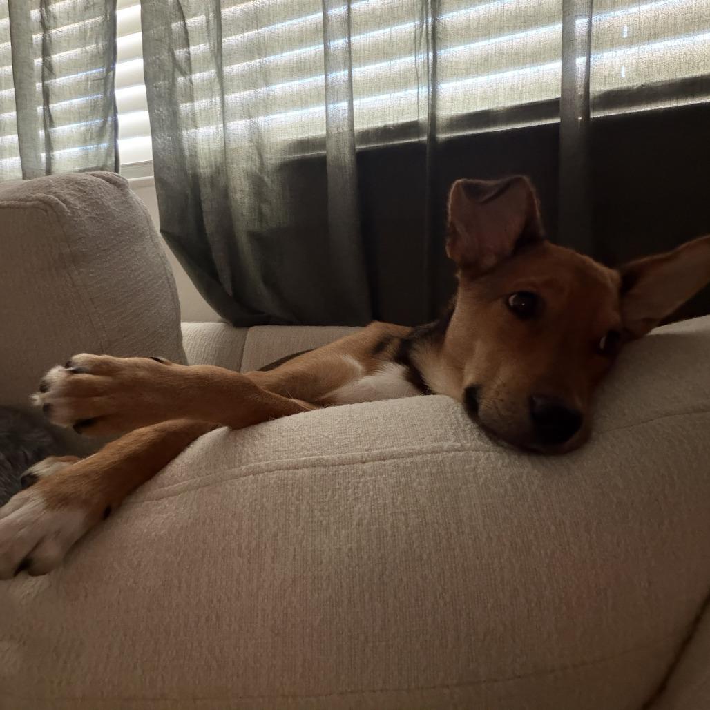 Jessie, a Adoptable mixed breed in Tempe, AZ image 5/6