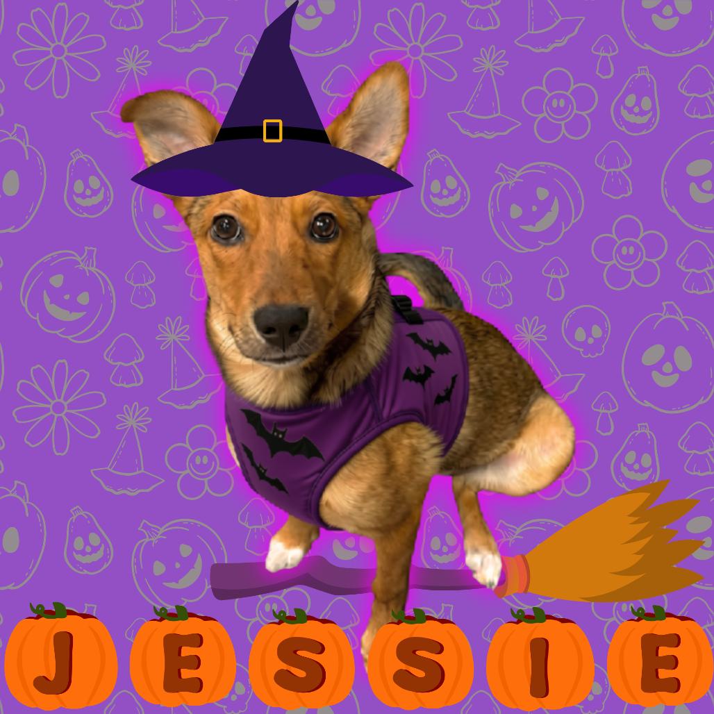 Enlarge Jessie, a Adoptable mixed breed in Tempe, AZ image 5/6