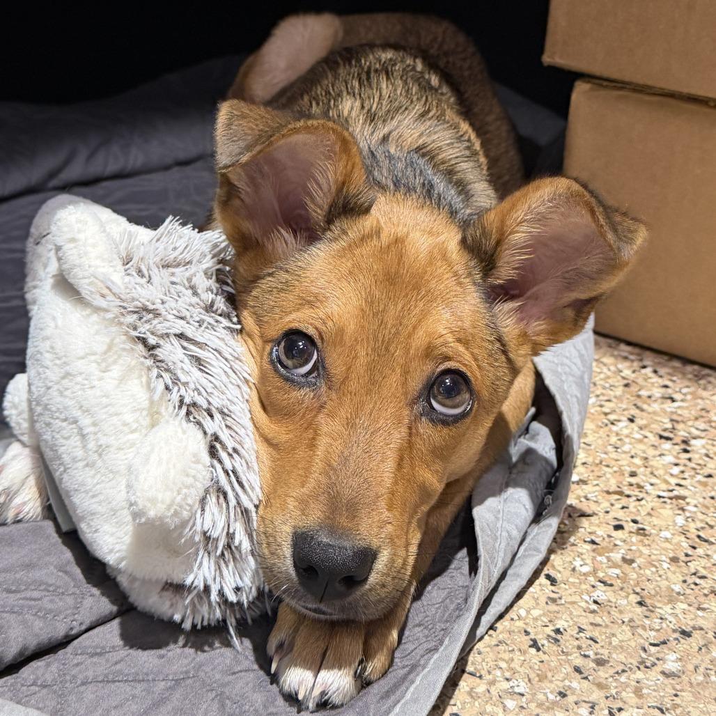 Jessie, a Adoptable mixed breed in Tempe, AZ image 6/6