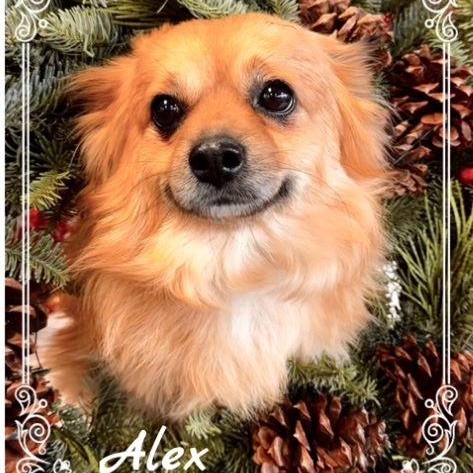 Alex, an adoptable Pomeranian in Tulsa, OK image 1/5