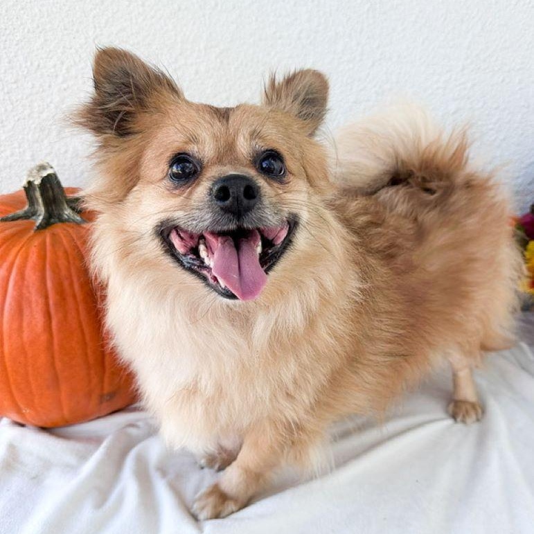Alex, adoptable, Adult Male Pomeranian.