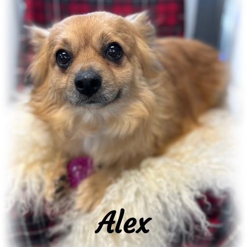 Alex, an adoptable Pomeranian in Tulsa, OK image 3/5