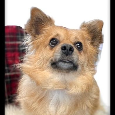 Alex, an adoptable Pomeranian in Tulsa, OK image 5/5