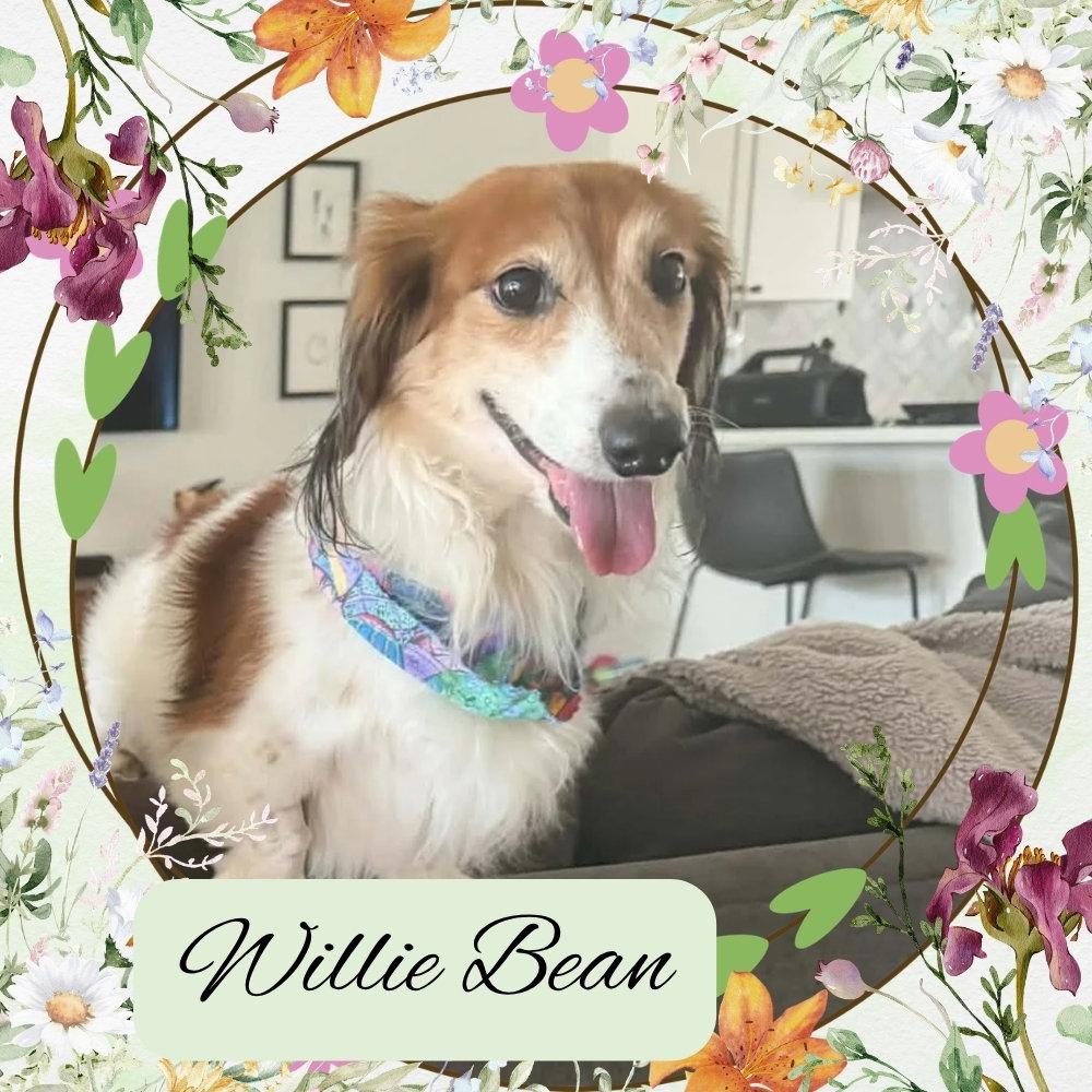 Enlarge Willie Bean, a Adopted Dachshund in San Antonio, TX image 1/3