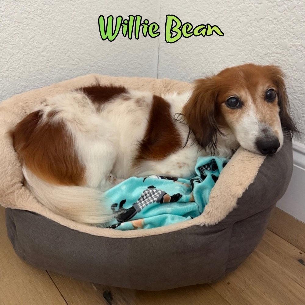 Enlarge Willie Bean, a Adopted Dachshund in San Antonio, TX image 2/3