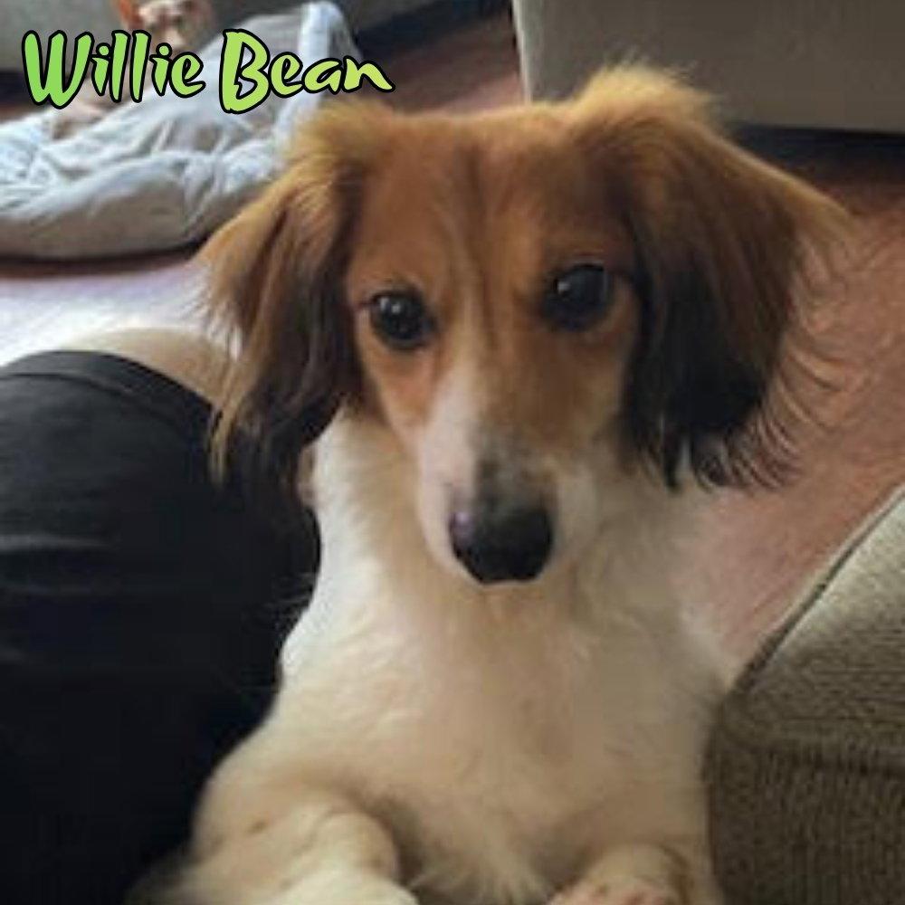 Enlarge Willie Bean, a Adopted Dachshund in San Antonio, TX image 3/3