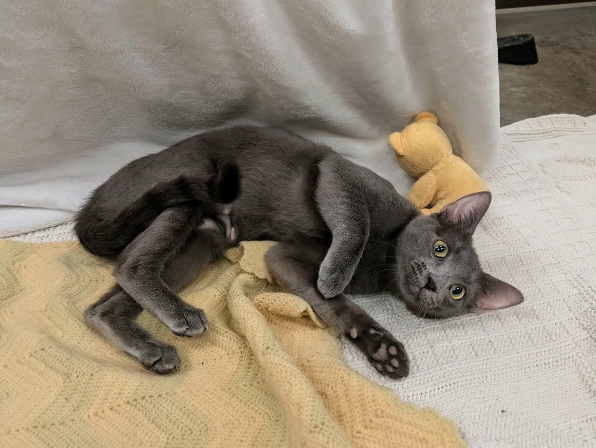 Enlarge Winnie, a Adoptable Domestic Short Hair in Pueblo, CO image 2/6