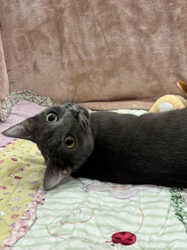 Winnie, Adoptable, Young Female Domestic Short Hair.
