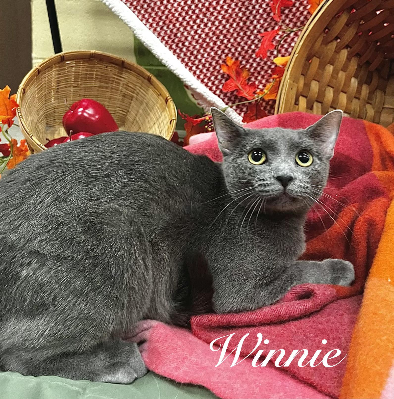 Enlarge Winnie, a Adoptable Domestic Short Hair in Pueblo, CO image 6/6