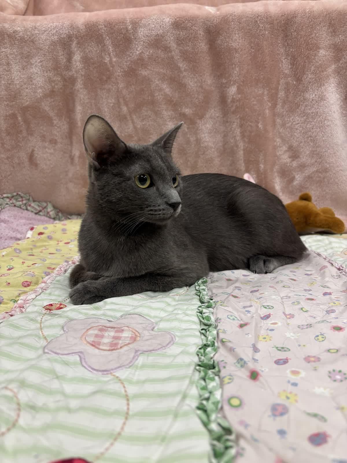 Enlarge Winnie, a Adoptable Domestic Short Hair in Pueblo, CO image 4/6