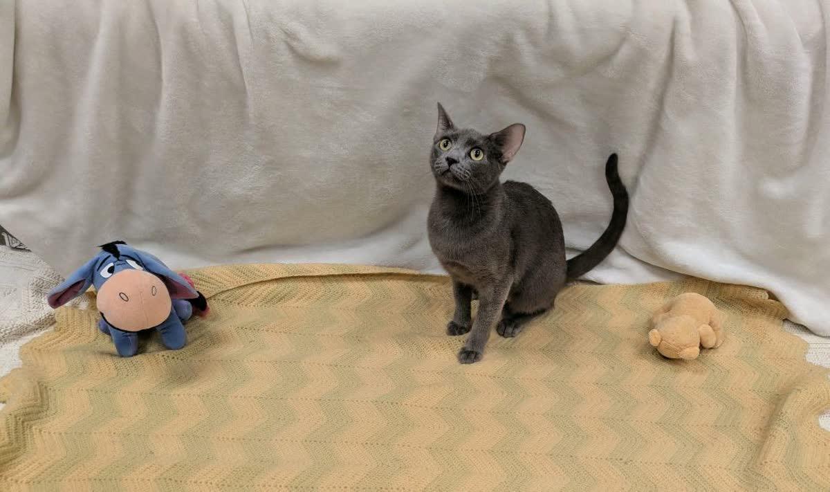 Enlarge Winnie, a Adoptable Domestic Short Hair in Pueblo, CO image 3/6