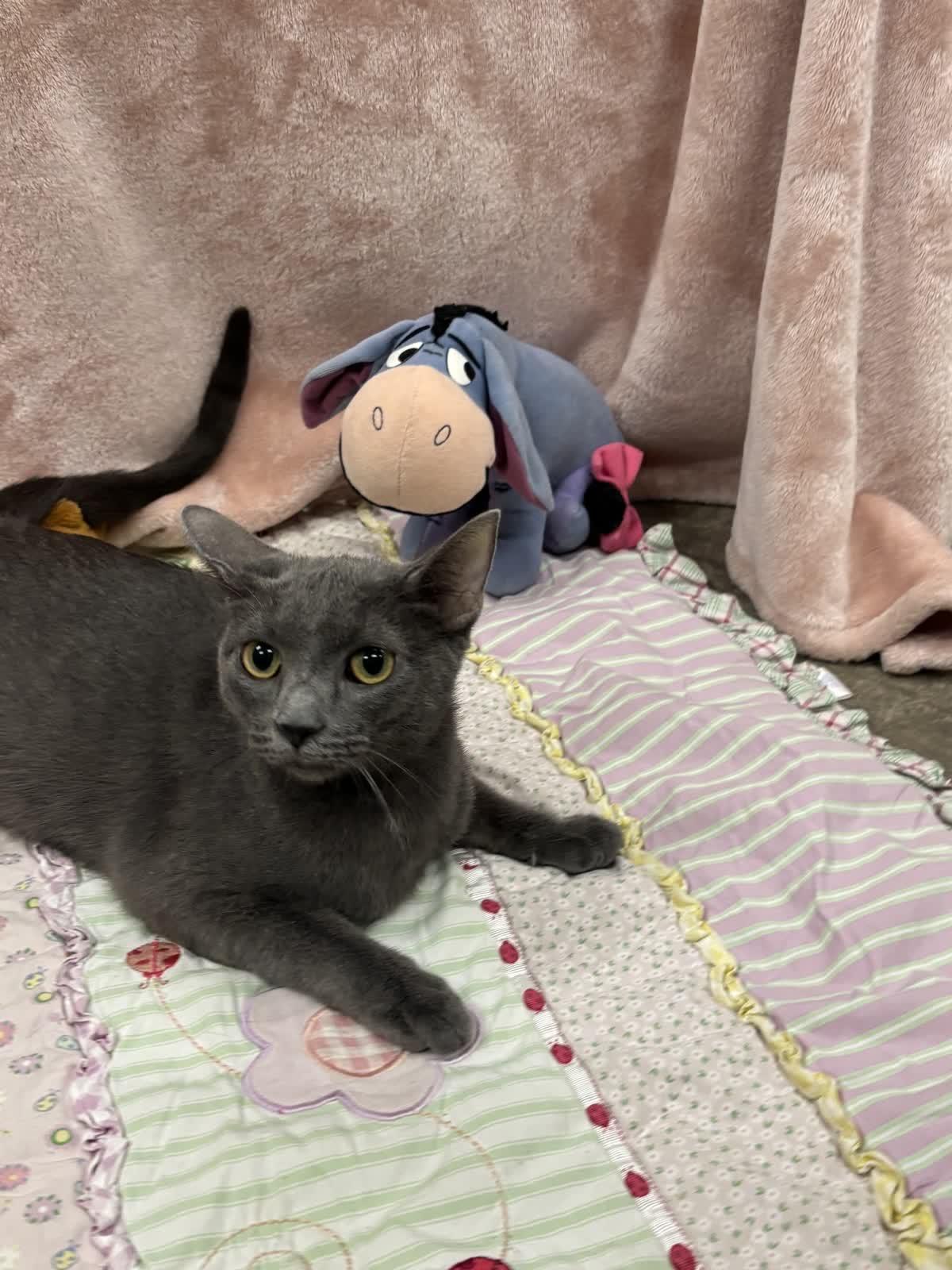 Enlarge Winnie, a Adoptable Domestic Short Hair in Pueblo, CO image 5/6