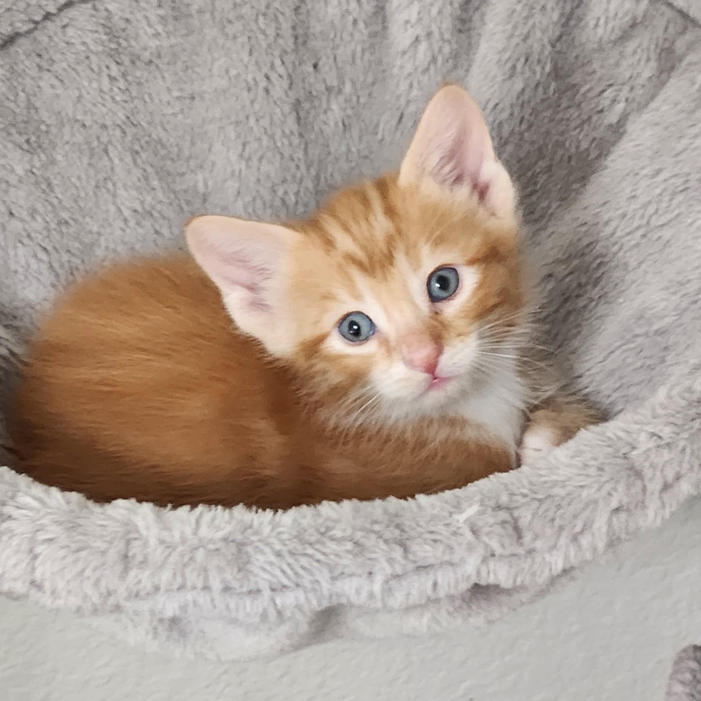 Enlarge Bunuelo (Pre-Adoption ONLY), a Adoptable Domestic Medium Hair in Allen, TX image 3/6