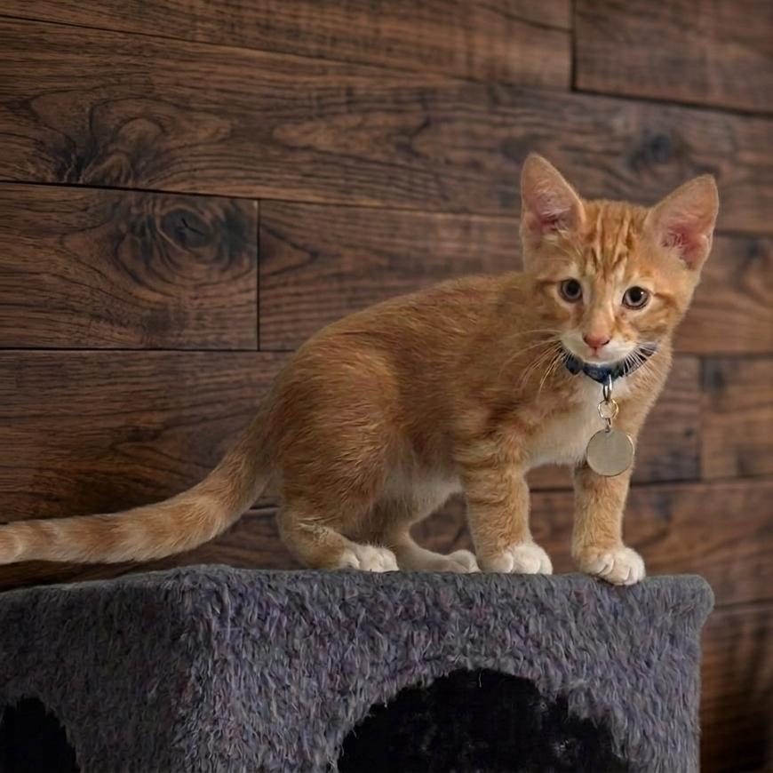 Bunuelo (Pre-Adoption ONLY), Adoptable, Kitten Male Domestic Medium Hair.