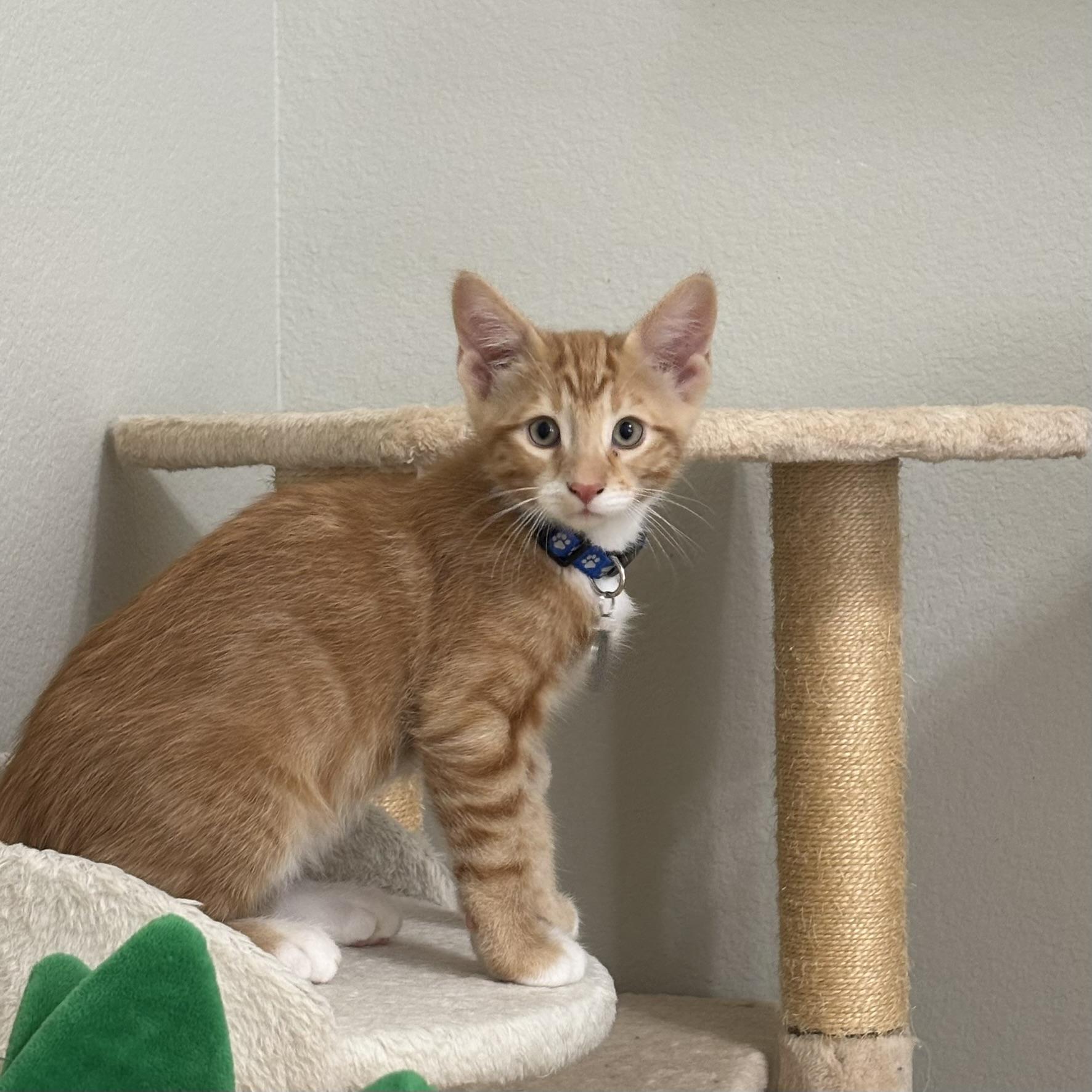 Enlarge Bunuelo (Pre-Adoption ONLY), a Adoptable Domestic Medium Hair in Allen, TX image 4/6