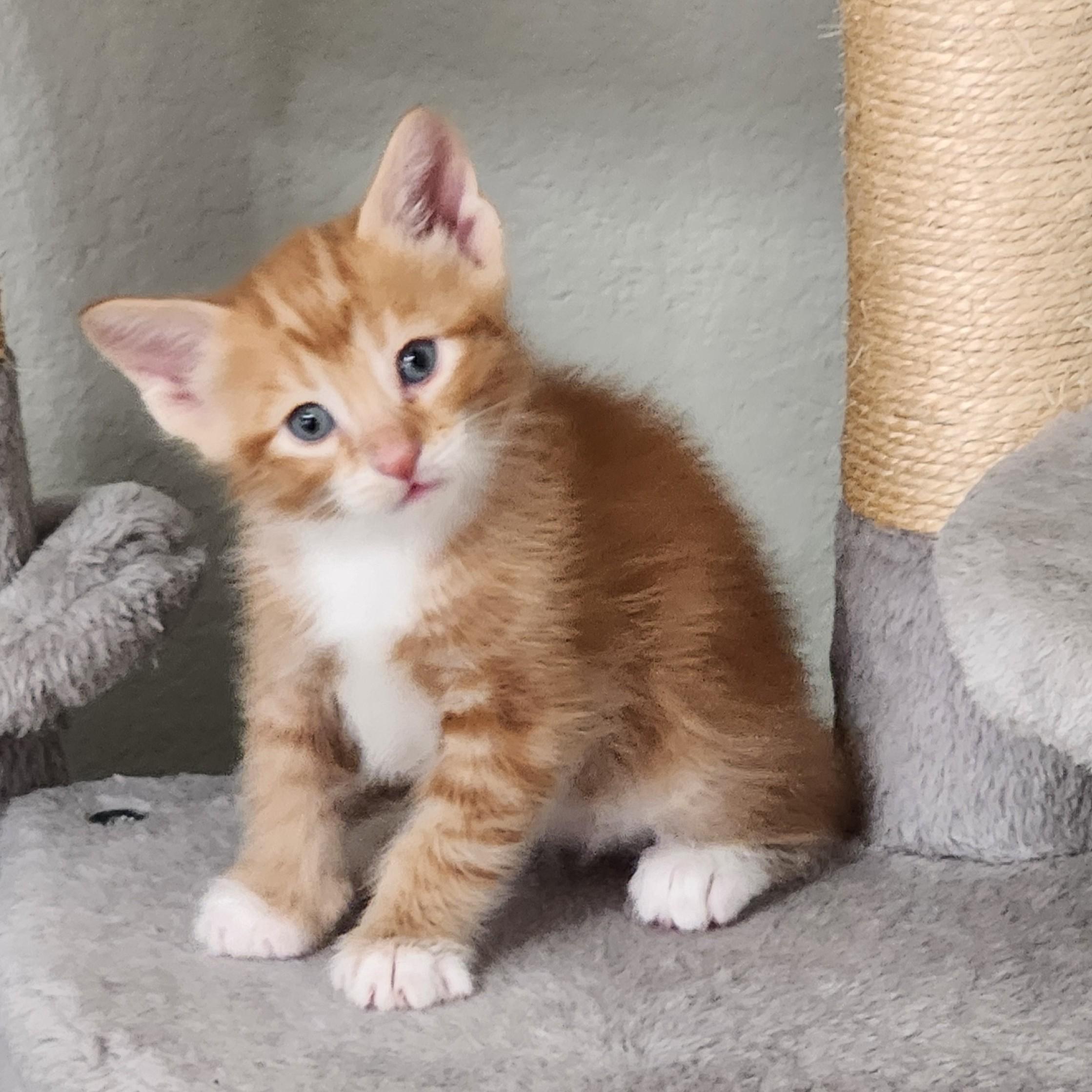 Bunuelo (Pre-Adoption ONLY), Adoptable, Kitten Male Domestic Medium Hair.