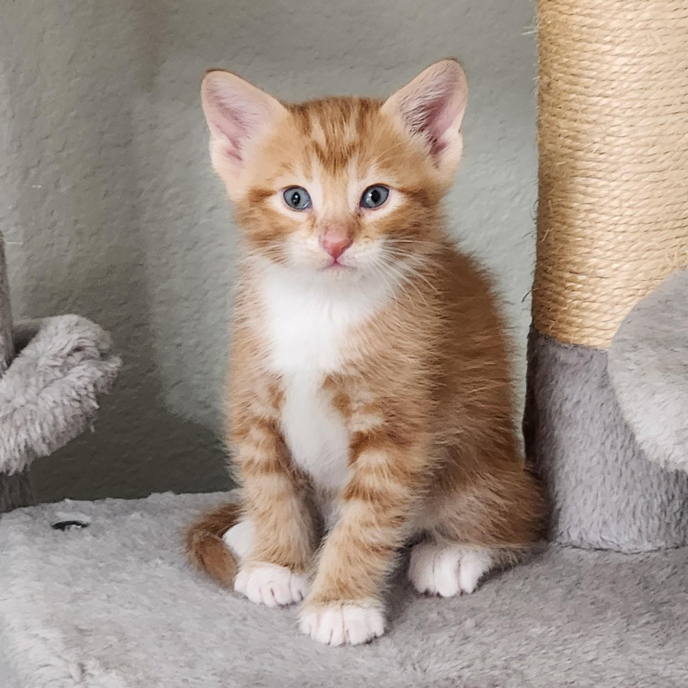 Enlarge Bunuelo (Pre-Adoption ONLY), a Adoptable Domestic Medium Hair in Allen, TX image 4/6