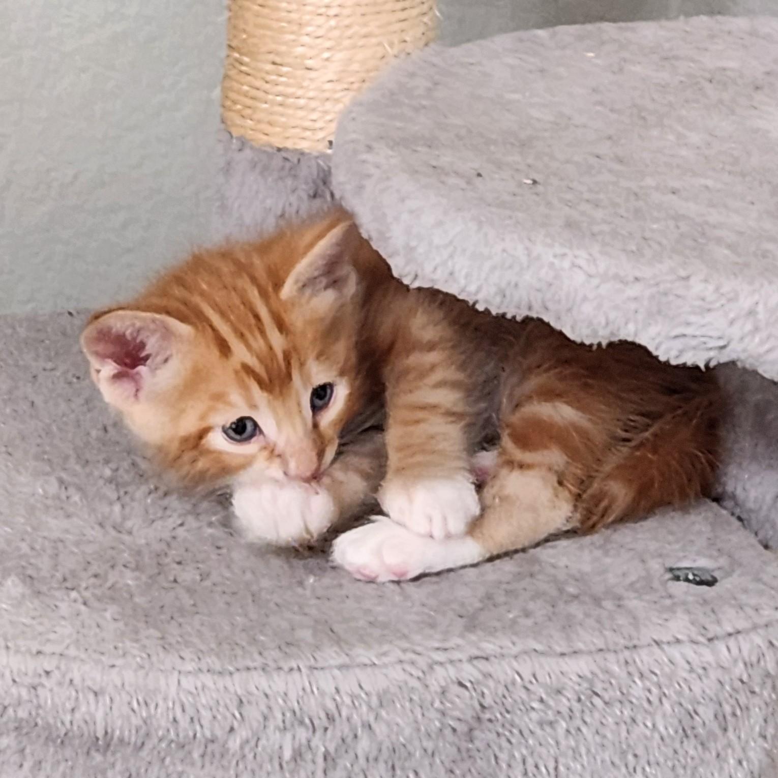 Enlarge Bunuelo (Pre-Adoption ONLY), a Adoptable Domestic Medium Hair in Allen, TX image 5/6