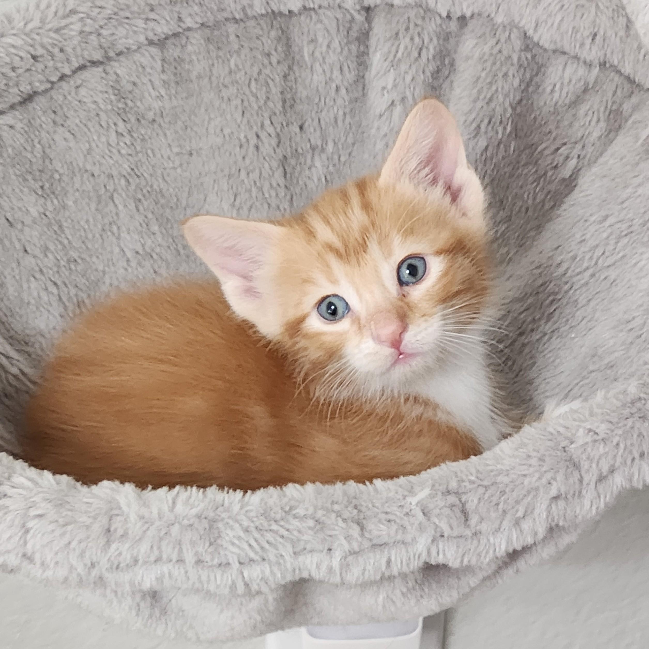 Enlarge Bunuelo (Pre-Adoption ONLY), a Adoptable Domestic Medium Hair in Allen, TX image 6/6