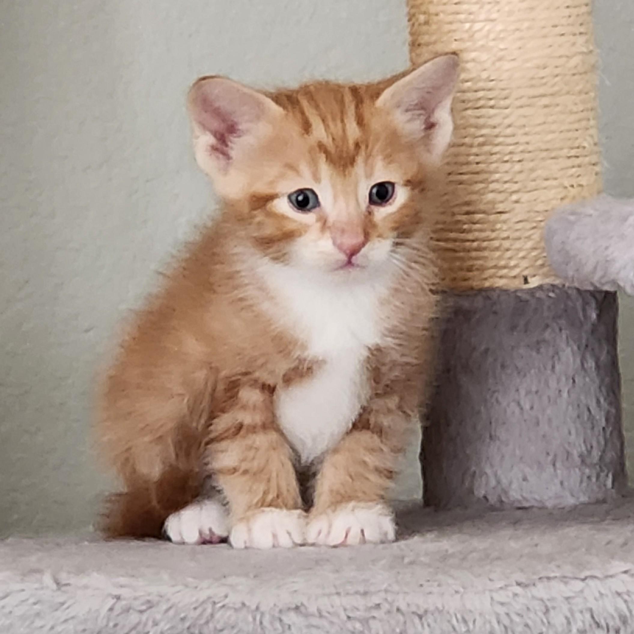 Enlarge Bunuelo (Pre-Adoption ONLY), a Adoptable Domestic Medium Hair in Allen, TX image 2/6
