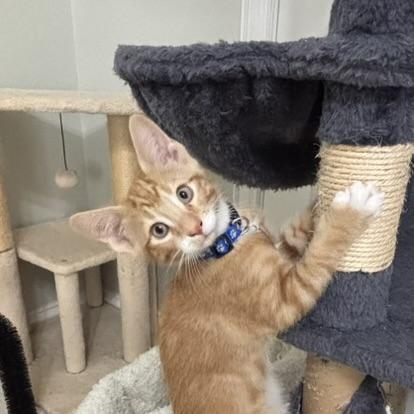 Enlarge Bunuelo (Pre-Adoption ONLY), a Adoptable Domestic Medium Hair in Allen, TX image 5/6