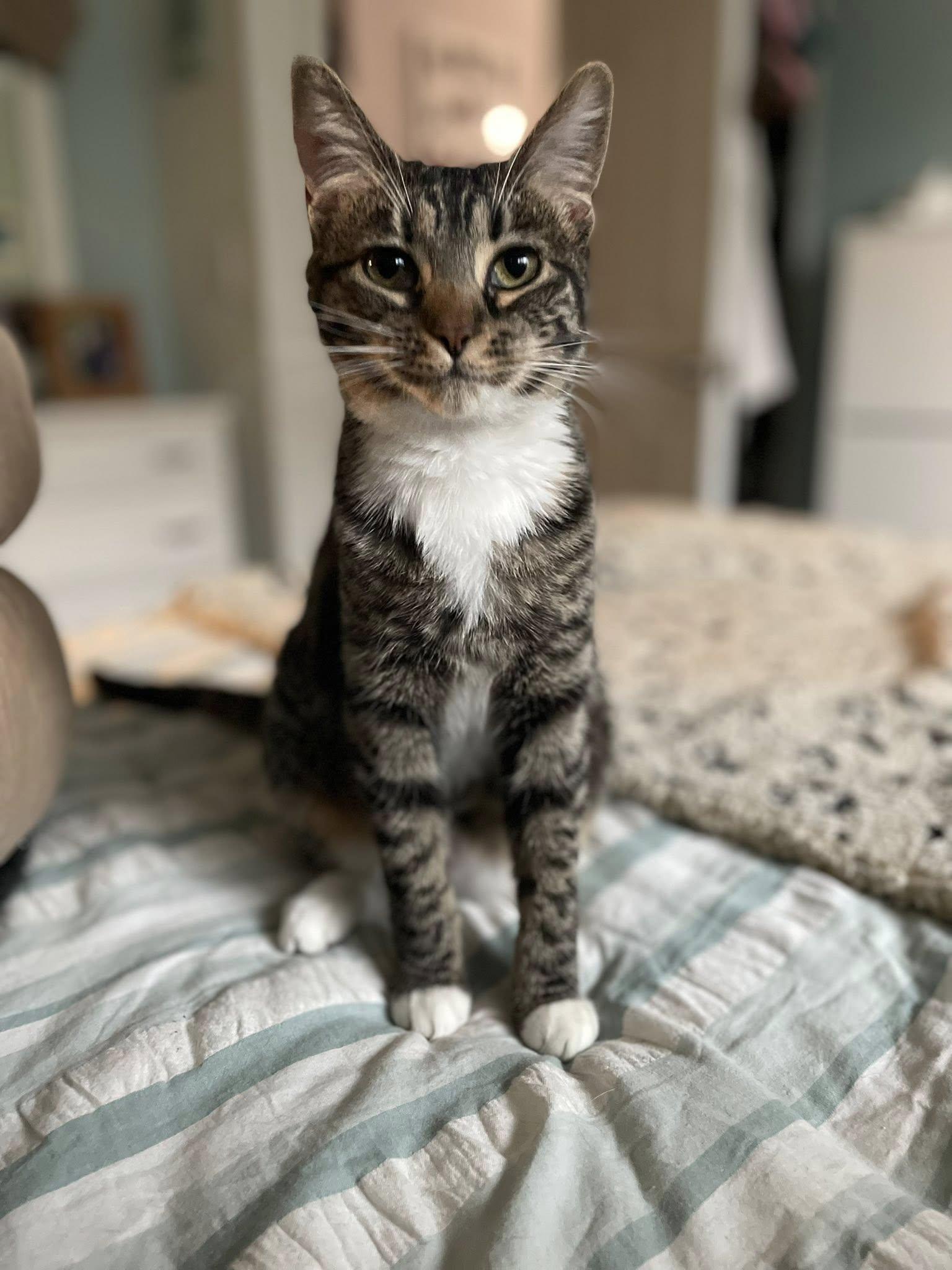 Enlarge Chrissy, a Adoptable Tabby in Salida, CA image 1/3