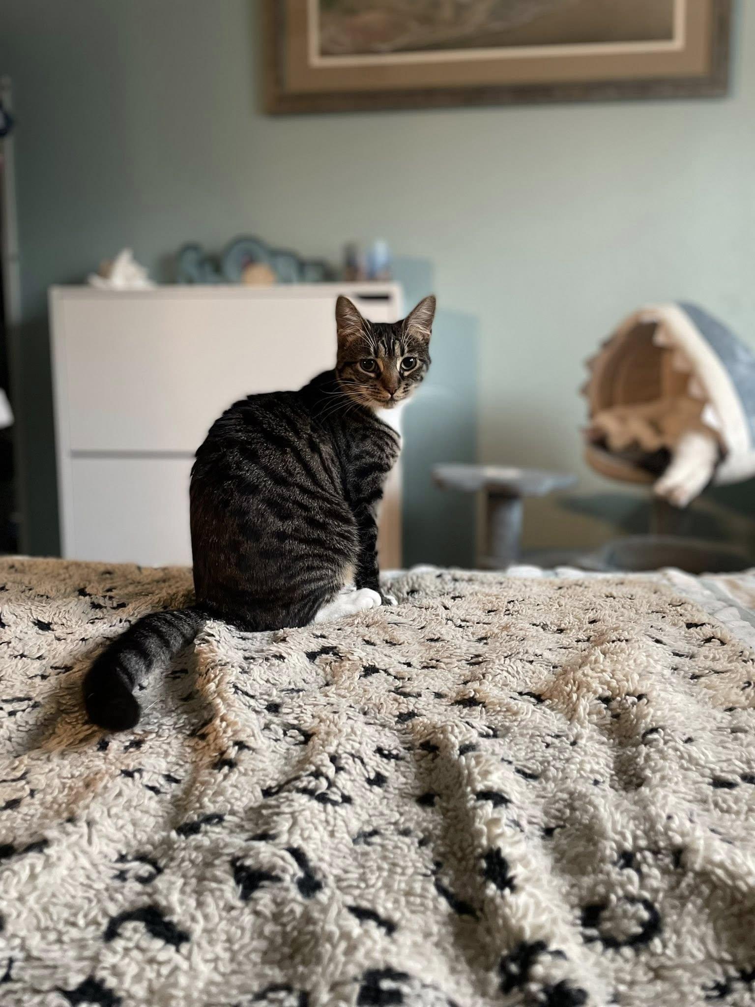 Enlarge Chrissy, a Adoptable Tabby in Salida, CA image 2/3