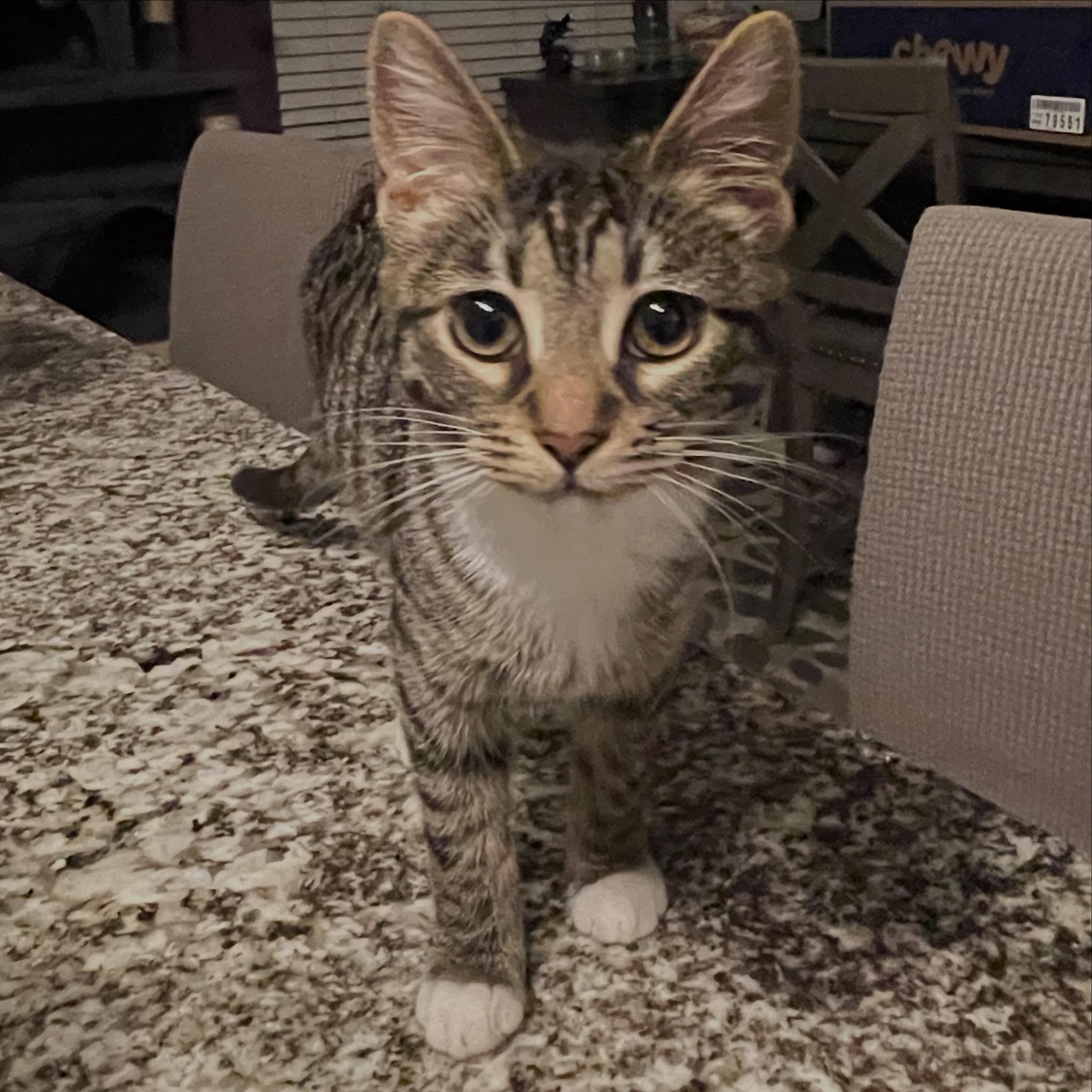 Enlarge Chrissy, a Adoptable Tabby in Salida, CA image 3/3