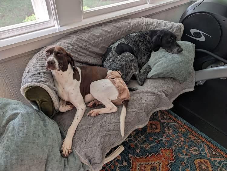 Enlarge Flower, a Adoptable German Shorthaired Pointer in Tewksbury, MA image 4/4