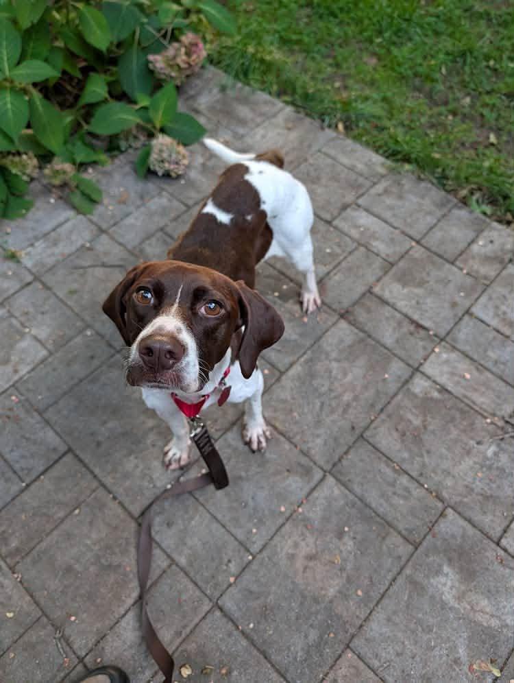 Flower, Adoptable, Young Female German Shorthaired Pointer.