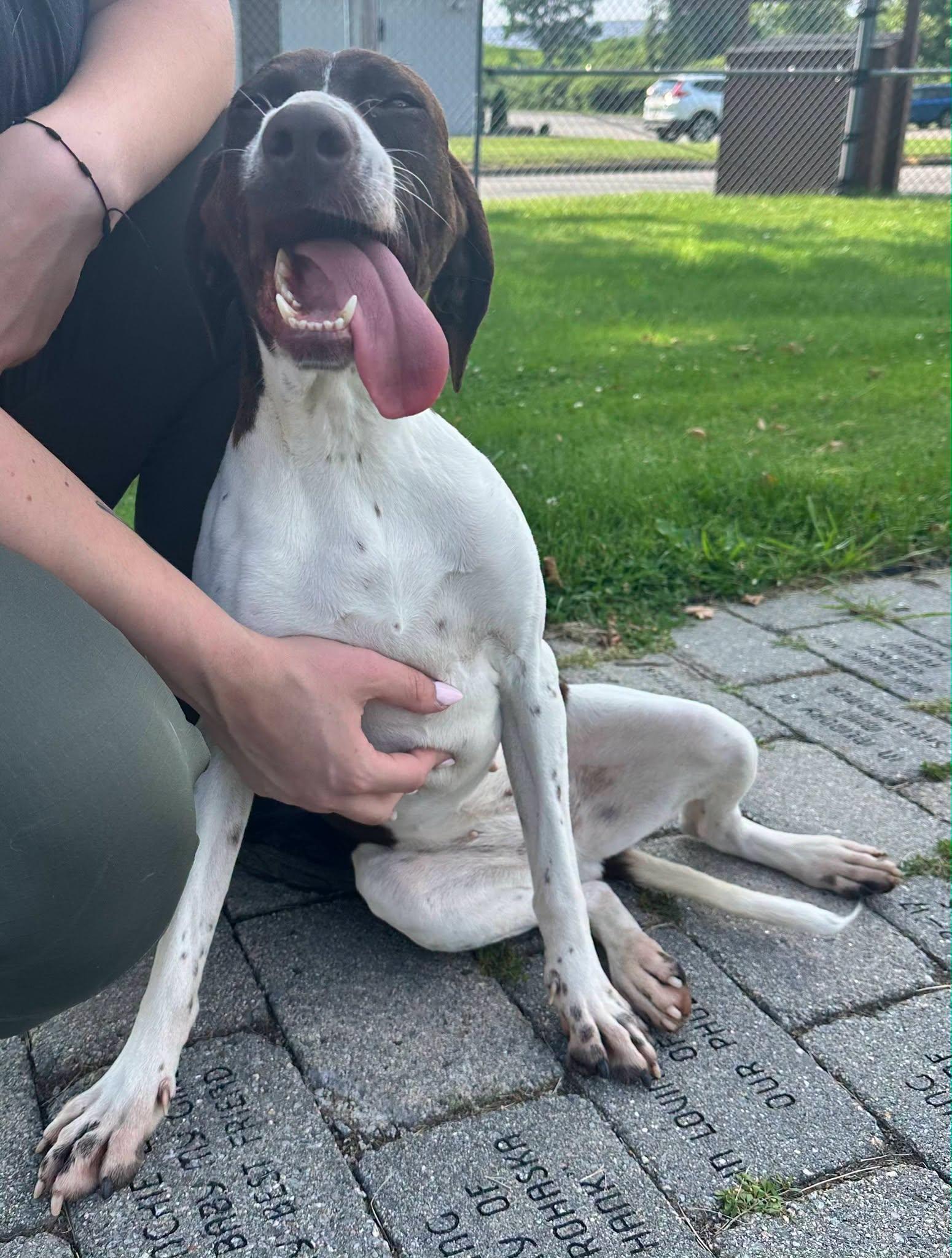 Enlarge Flower, a Adoptable German Shorthaired Pointer in Tewksbury, MA image 2/4