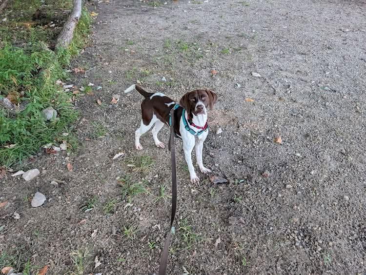 Enlarge Flower, a Adoptable German Shorthaired Pointer in Tewksbury, MA image 3/4